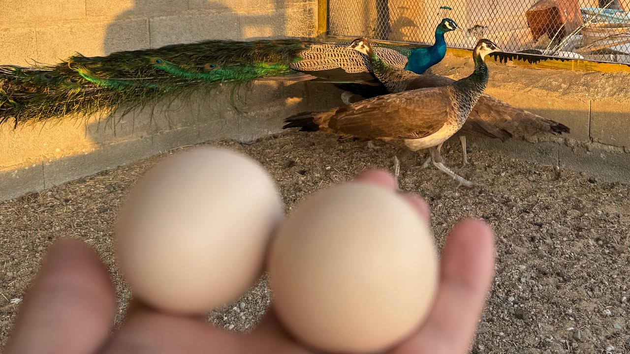 دخلنا موسم انتاج الطاووس😍🥚