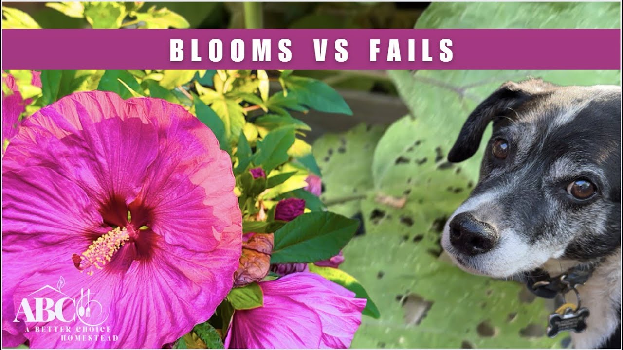 August Garden Harvest: Bountiful Blooms & Epic Fails