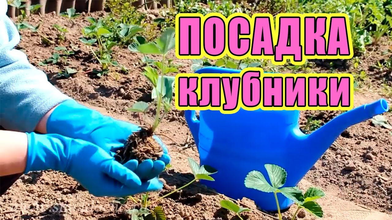Посадка клубники. Как посадить клубнику весной
