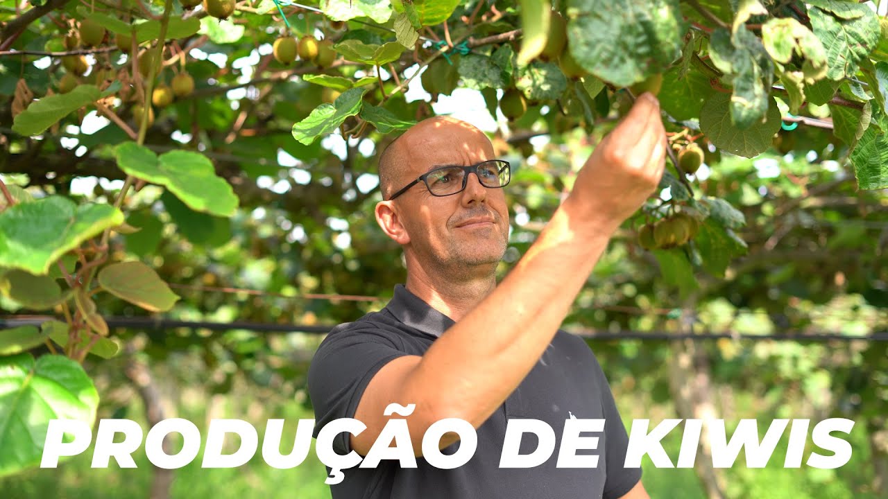 Kiwi Greensun - Produção de Kiwis em Portugal