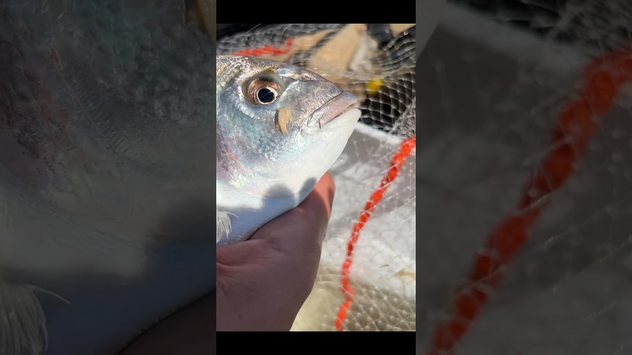 Orate e pasturatore #lovefish #pescare #orata