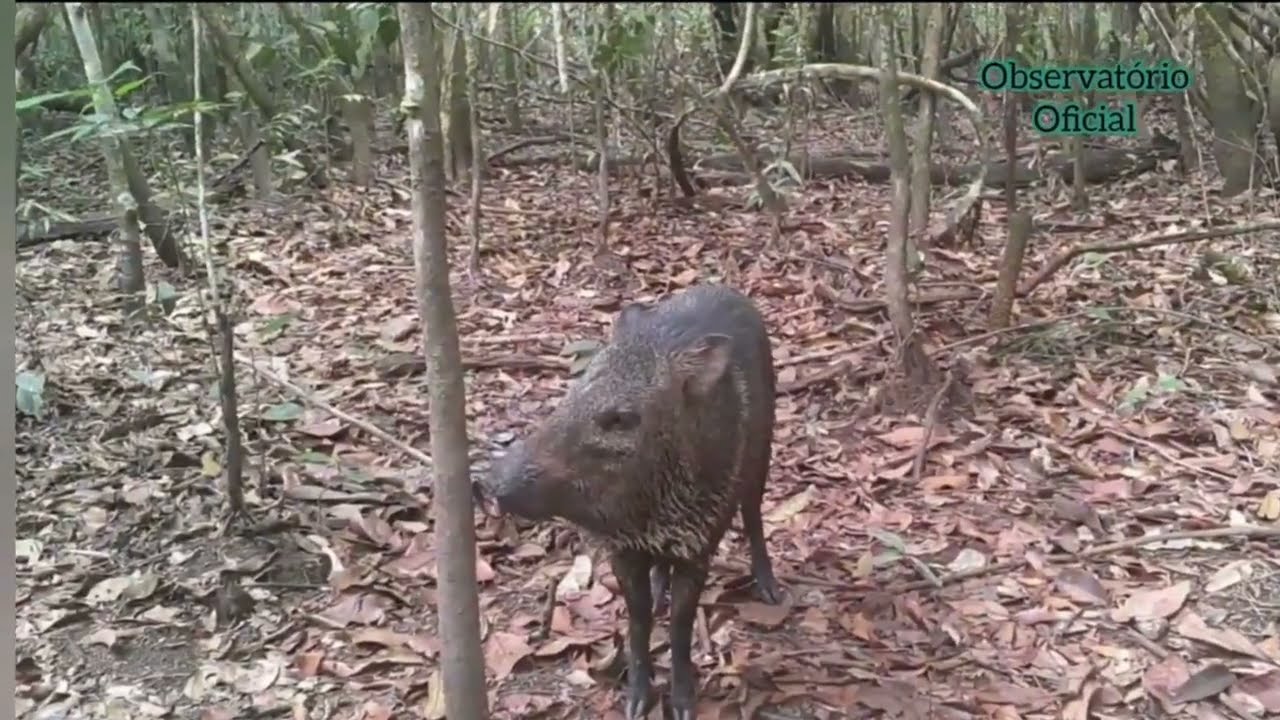 Veja o que a câmera de trilha registrou no carreiro @observatoriooficial8815 