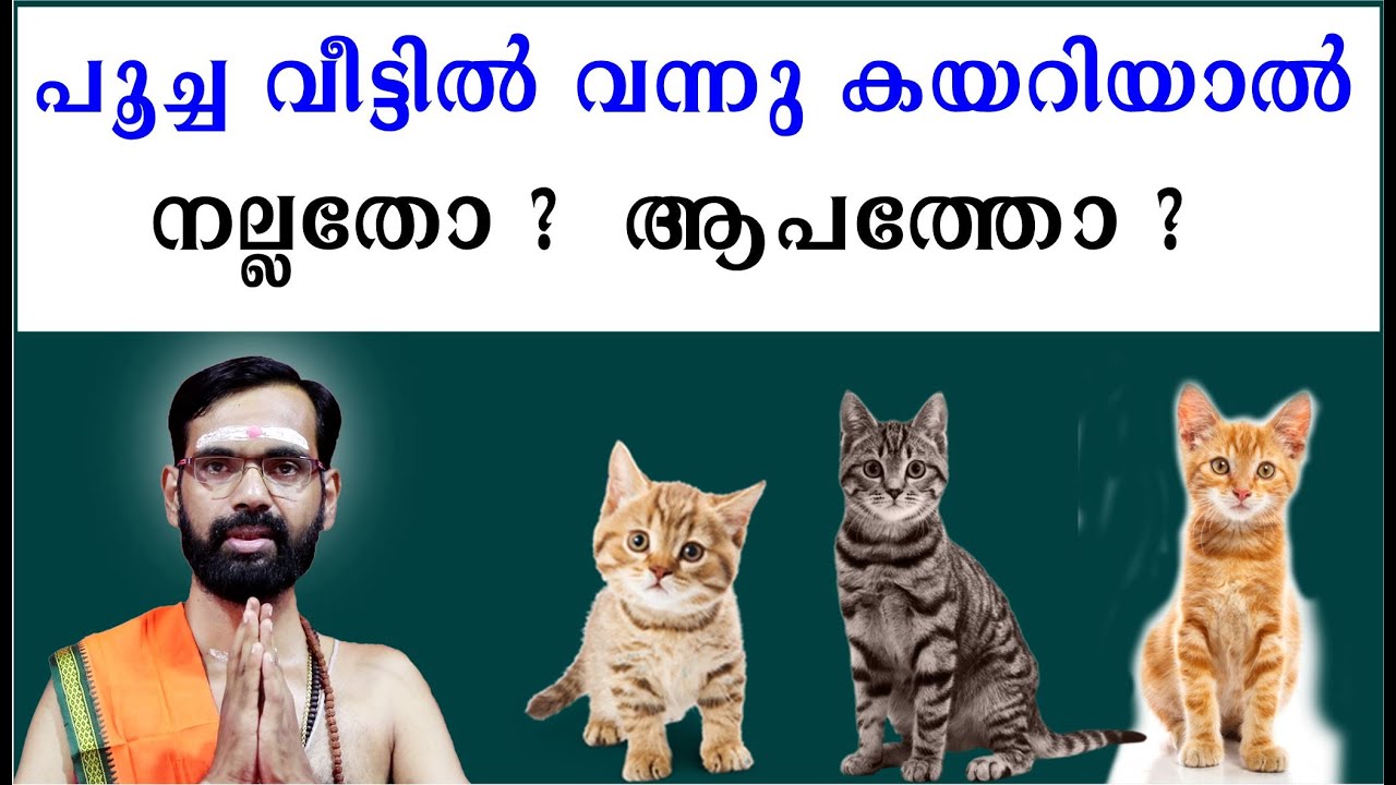 പൂച്ച വീട്ടിൽ വന്നു കയറിയാൽ നല്ലതോ?  ആപത്തോ?  Is it better if the cat comes into the house? Danger?