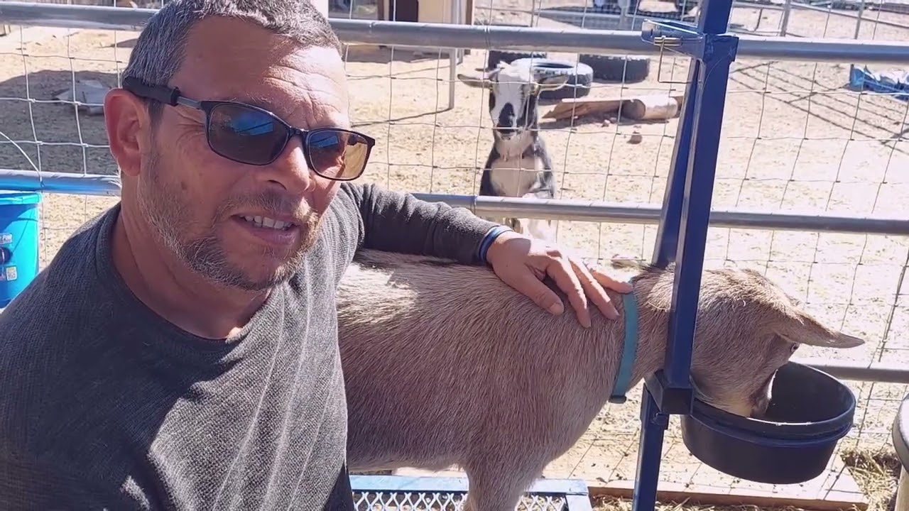 Yearly CD&T Shots and Goat Herd Introductions