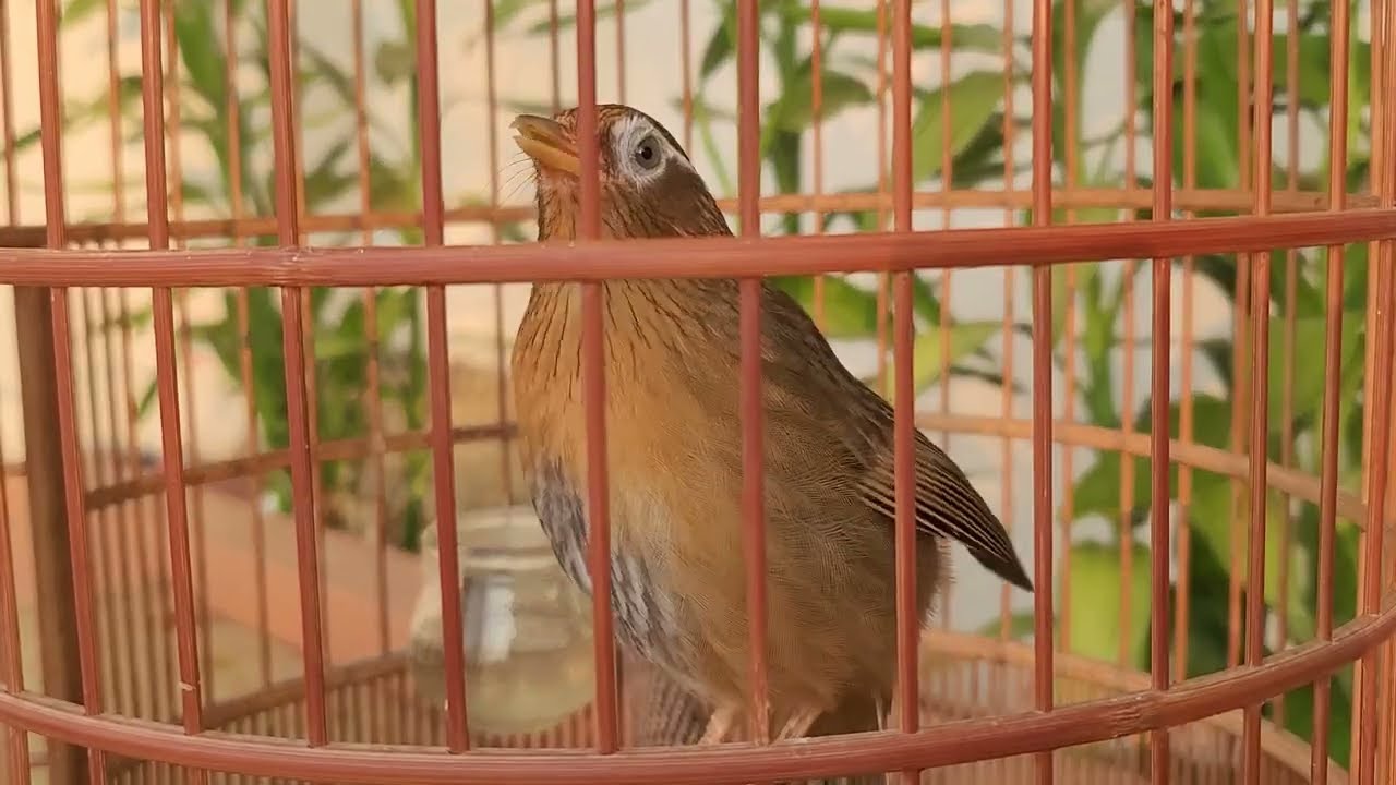 Mái víp XÙY KÍCH TRỐNG NHANH CĂNG LỬA HÓT NHIỀU