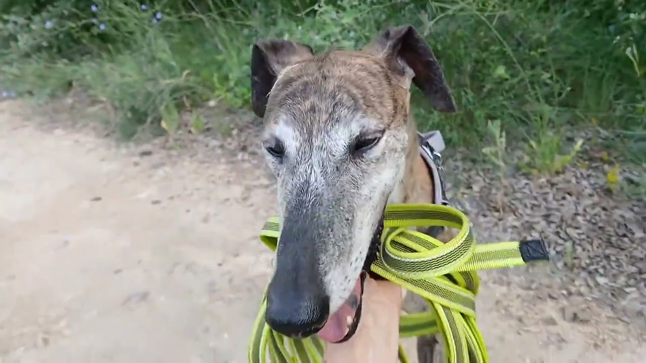 L&eacute;vrier espagnol &agrave; l'adoption : d&eacute;couvrez Sauce, galgo