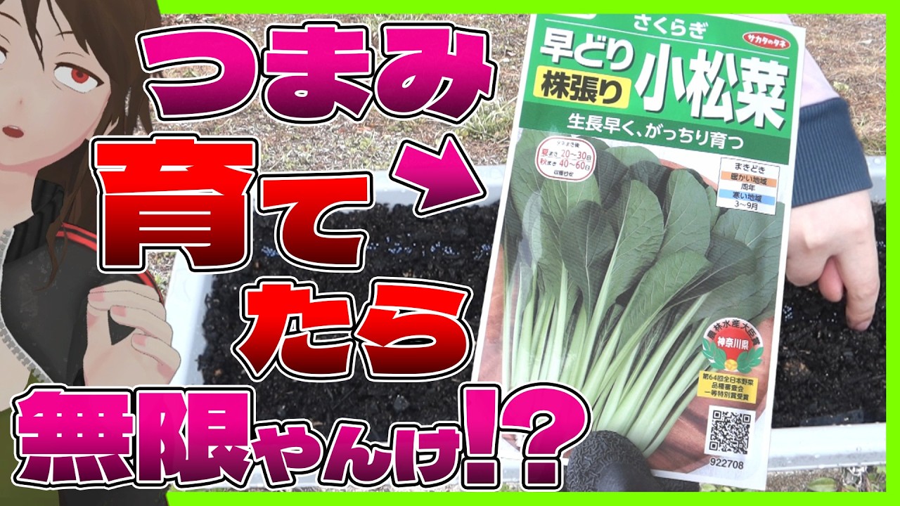 【酒クズ農業】ツマミは種から育成!?園芸初心者、プランター野菜栽培は無限収穫の道か絶望のムダ金か【749】