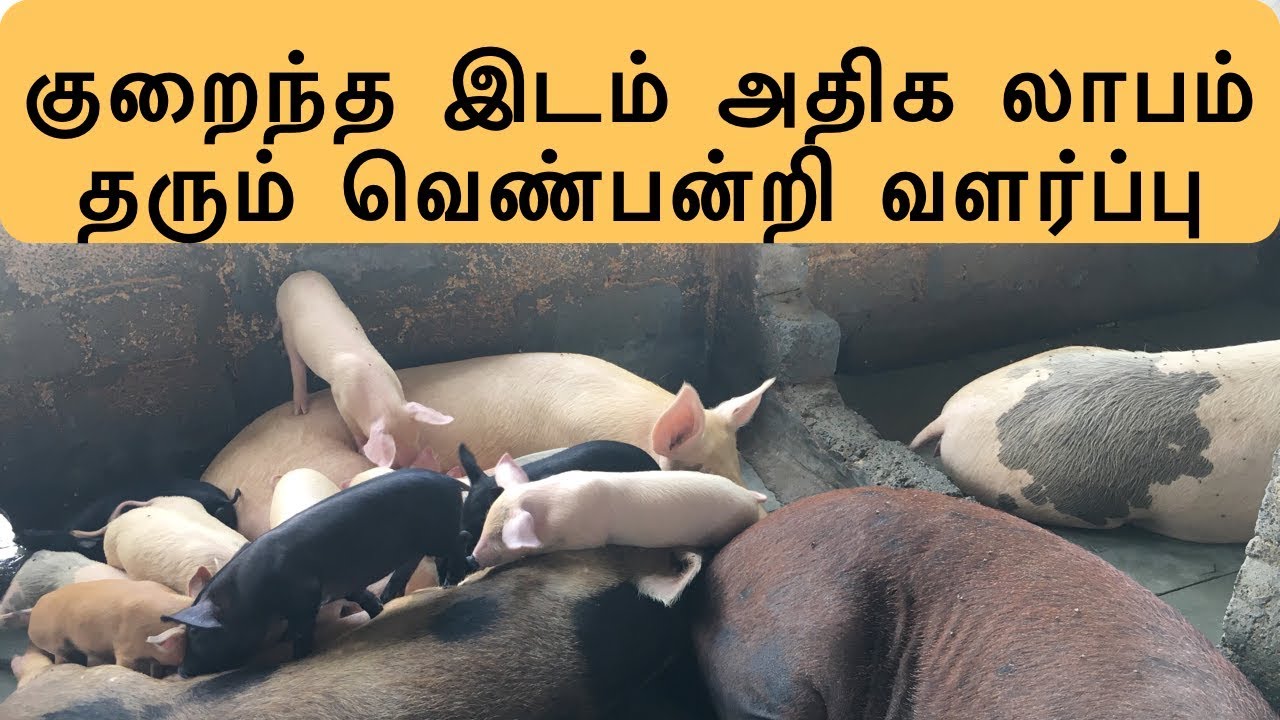 குறைந்த இடம் அதிக லாபம் தரும் வெண்பன்றி வளர்ப்பு | Piggery Farm