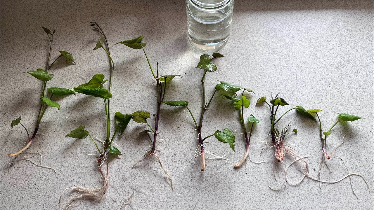 DIY - s&oslash;de kartofler skud🍠🍠🍠 den nemmeste m&aring;de at dyrke sweet potatoes👌🏻