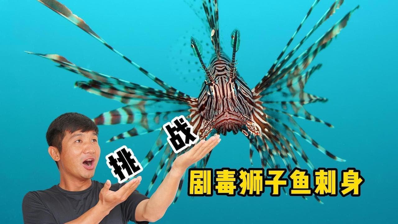 《巴厘岛》第4集：挑战下海捕抓剧毒的狮子鱼，在做成刺身后把它吃完  #环球旅行 #巴厘岛 #自驾 #刺身 #潜水
