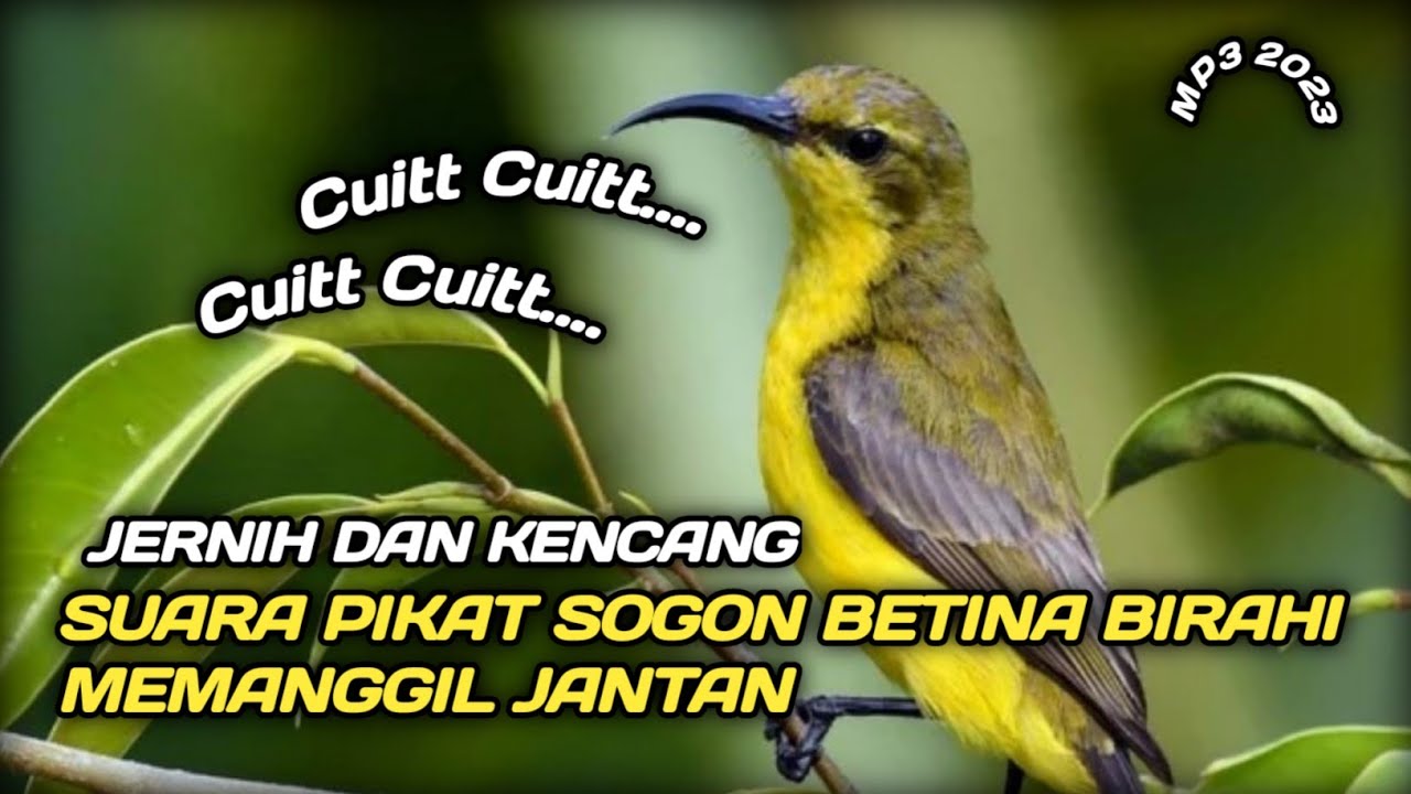Suara Pikat Sogon Betina Birahi Memanggil Jantan