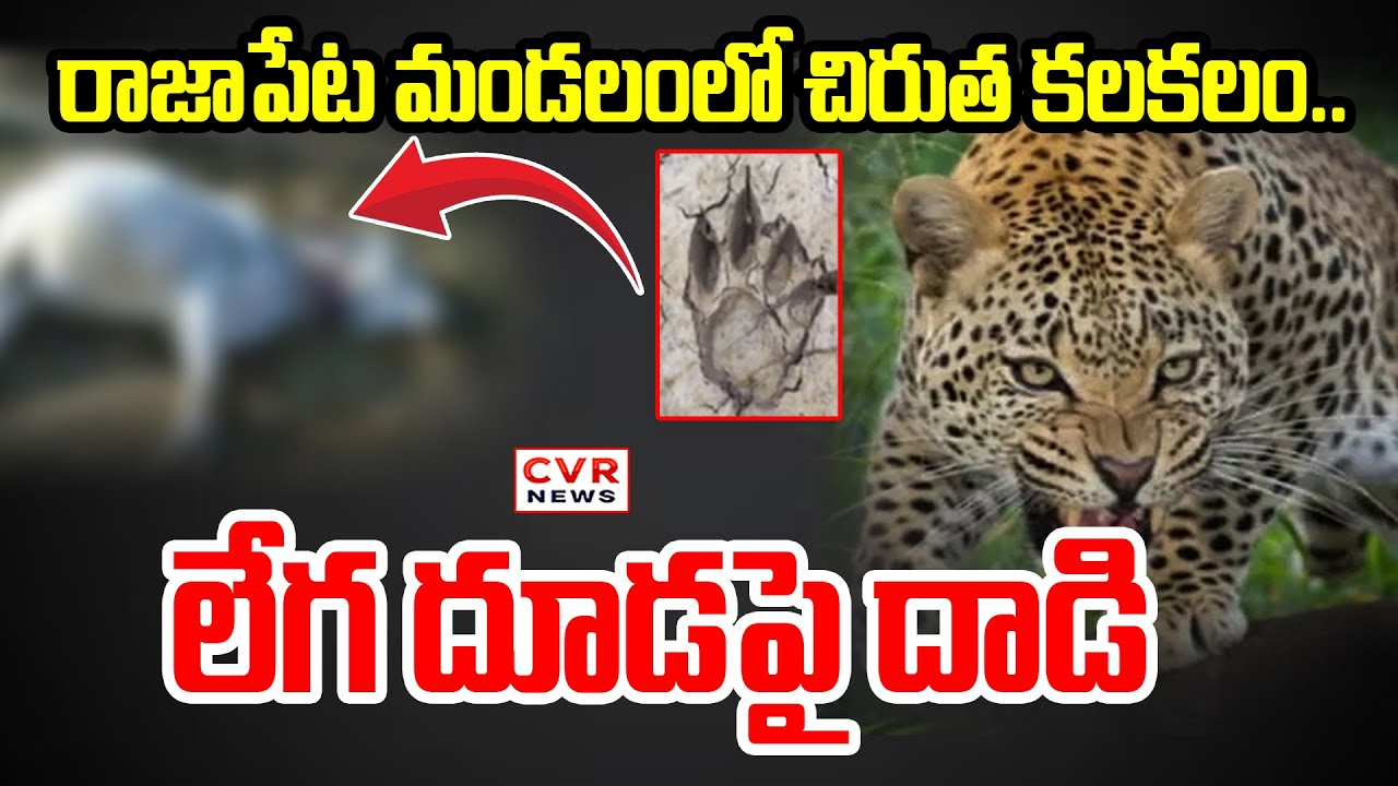రాజాపేట మండలంలో లేగ దూడపై దాడి.. | Calf Was Attacked By Tiger | CVR News