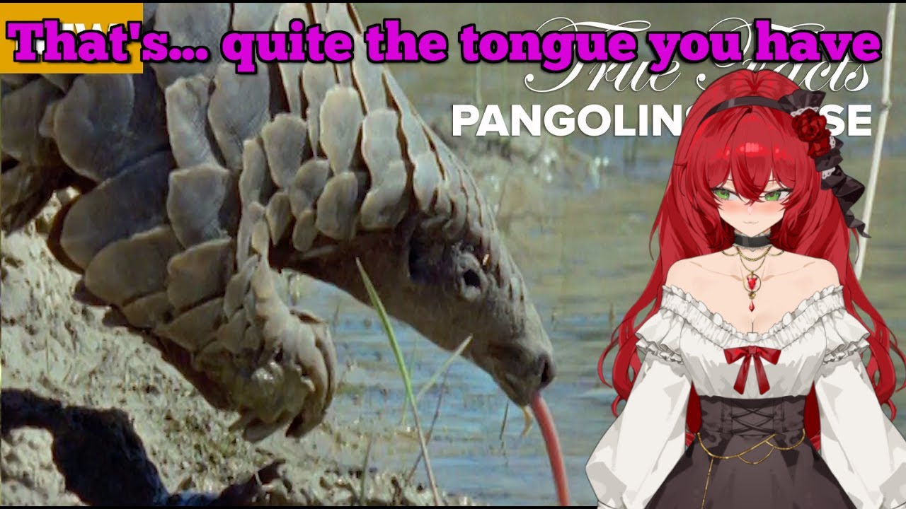 Pangolins are more than just really... long... tongues. Honestly! || Ze Frank react
