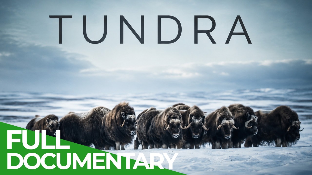 Destination Wild: Tundra | Free Documentary Nature