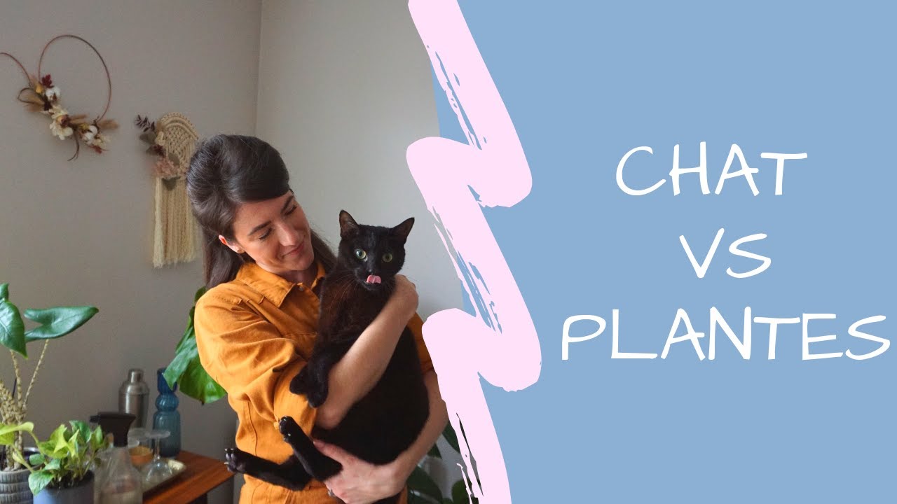 ASTUCES quand on à un CHAT et des PLANTES
