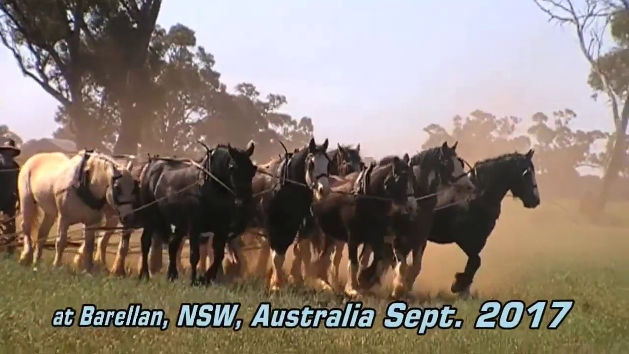 Driving a team of 10 clydesdales, Harvesting at Barellan, NSW 2017