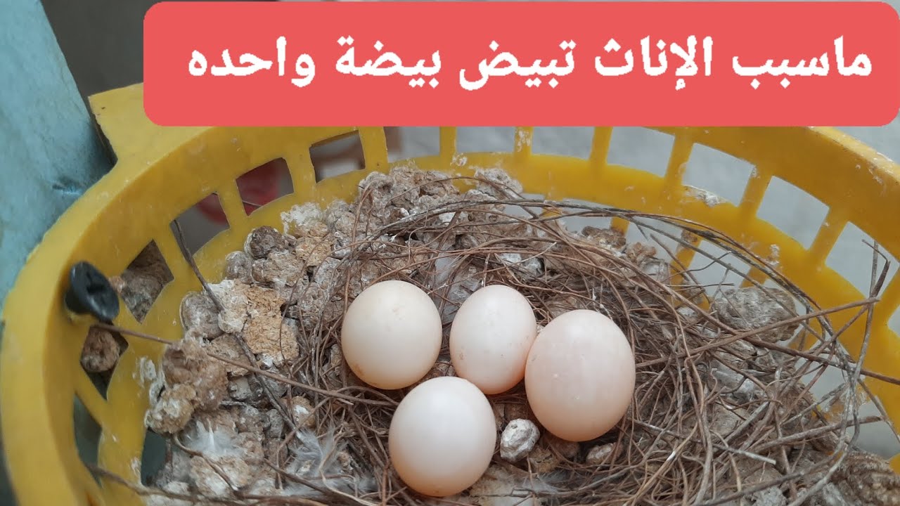 ما أسباب الحمام الملكي يبيض بيضة واحدة تعالو شوفو ليش