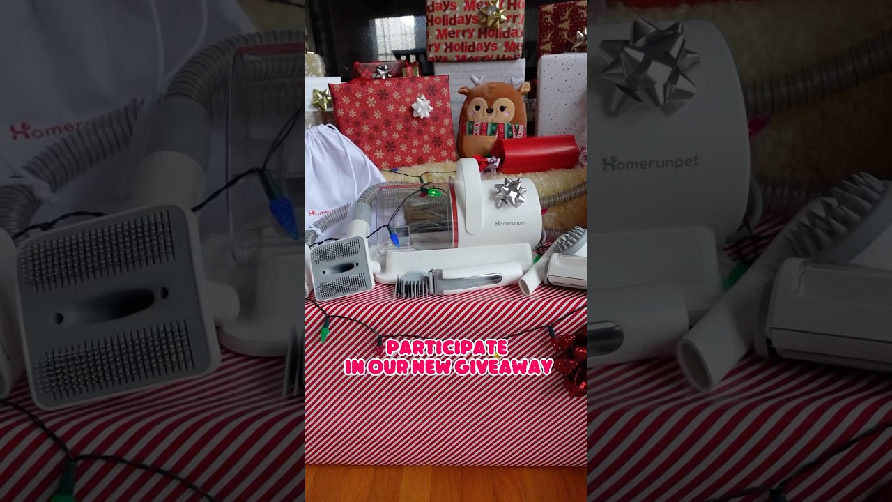 See you on our Instagram 🎁@goldenwhiskers_cattery🎁 #goldenwhiskerscattery #giveaway #pethair #hair