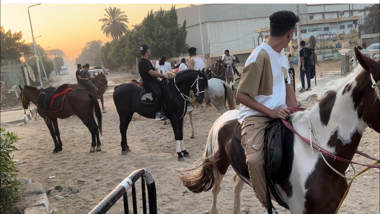 ازاي اركب خيل من نزلت السمان وبسعر حلو