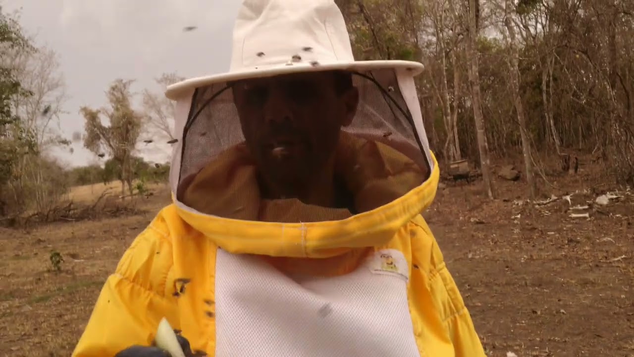 Fazendo união de enxames de abelhas do Apiário Melo