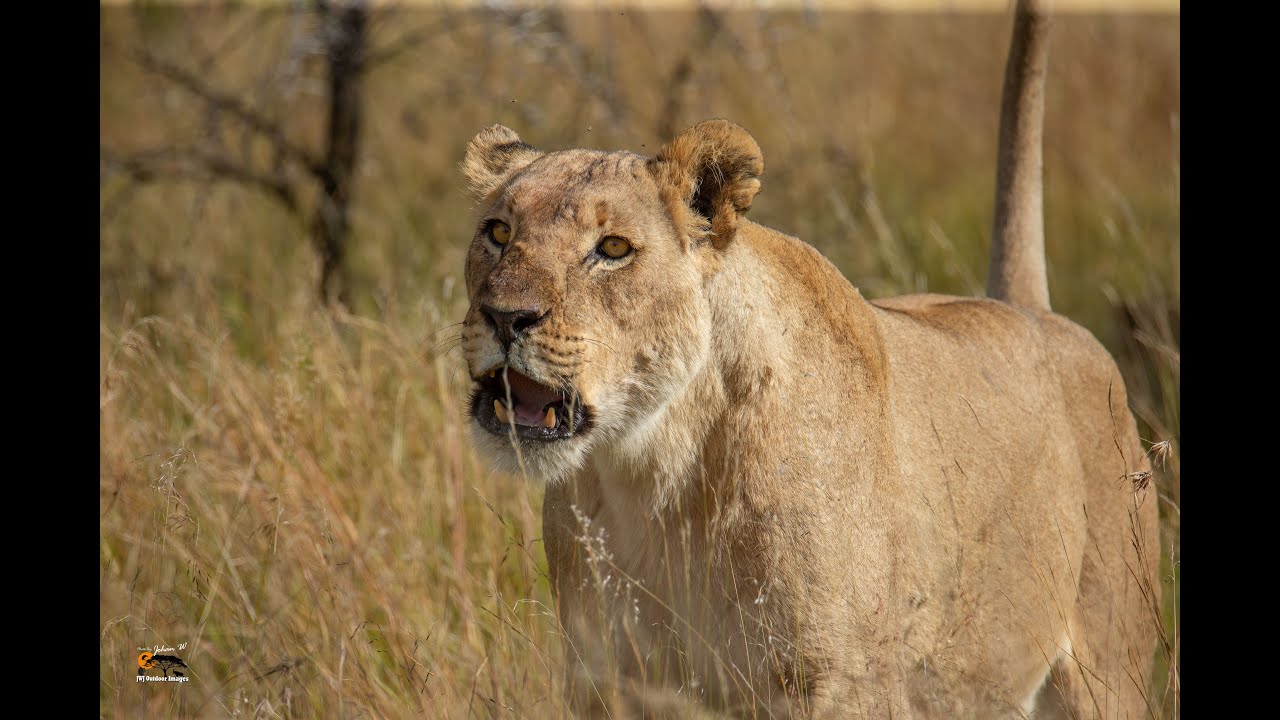 Angry Lioness mock charge annoying people in cars