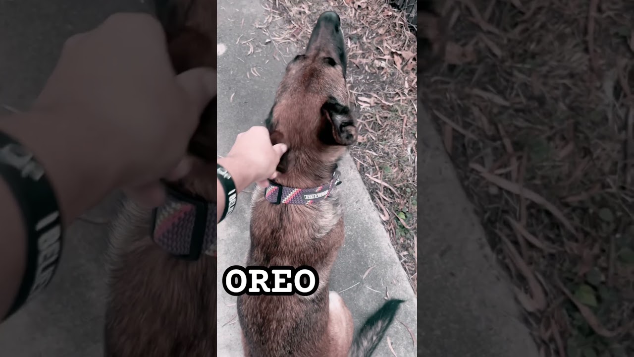 My 🐶 Oreo 🍪 #dog #train #grow #inspire