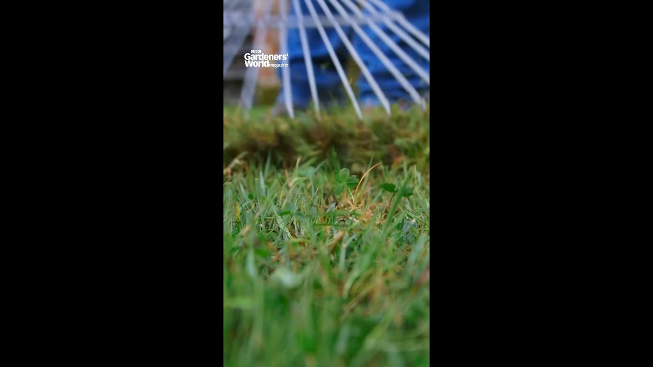 Scarifying a lawn in spring