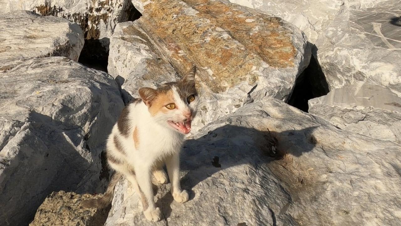 The Mother Cat Wanted to Take me to Her Kittens But She Forgot Where She Hid Them