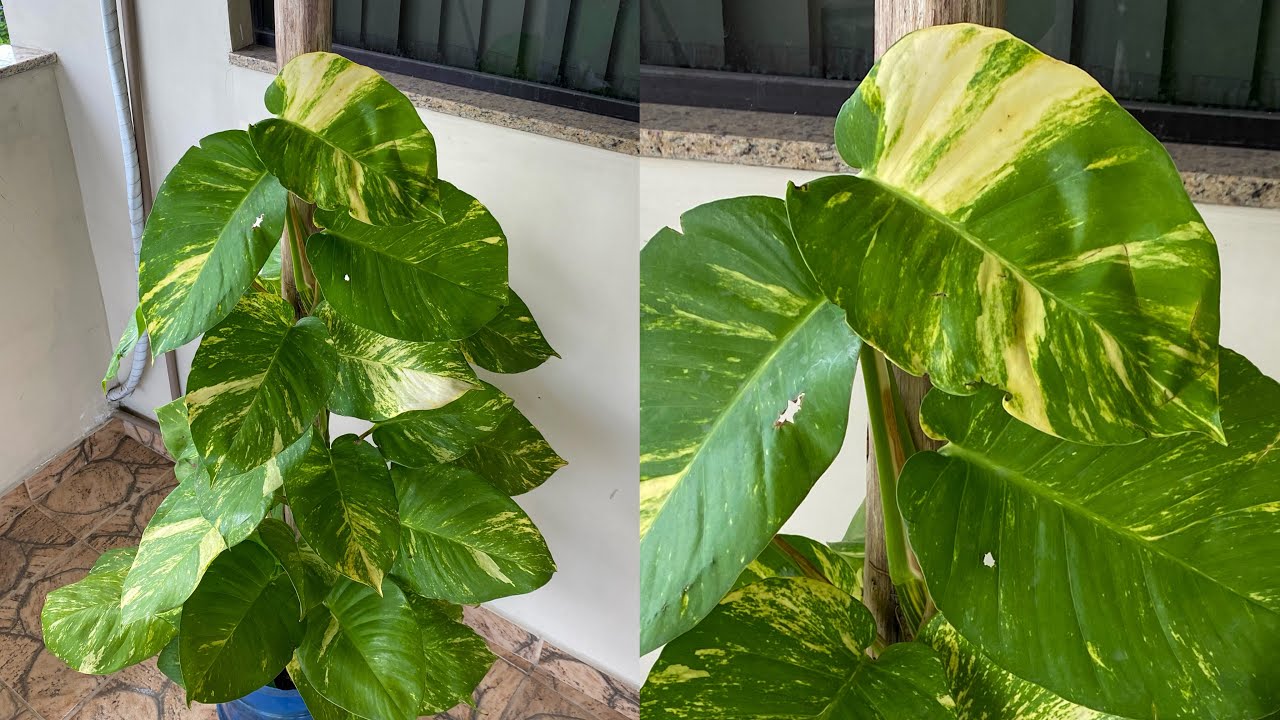 COMO CULTIVAR JIBÓIA NO TRONCO DE ÁRVORE