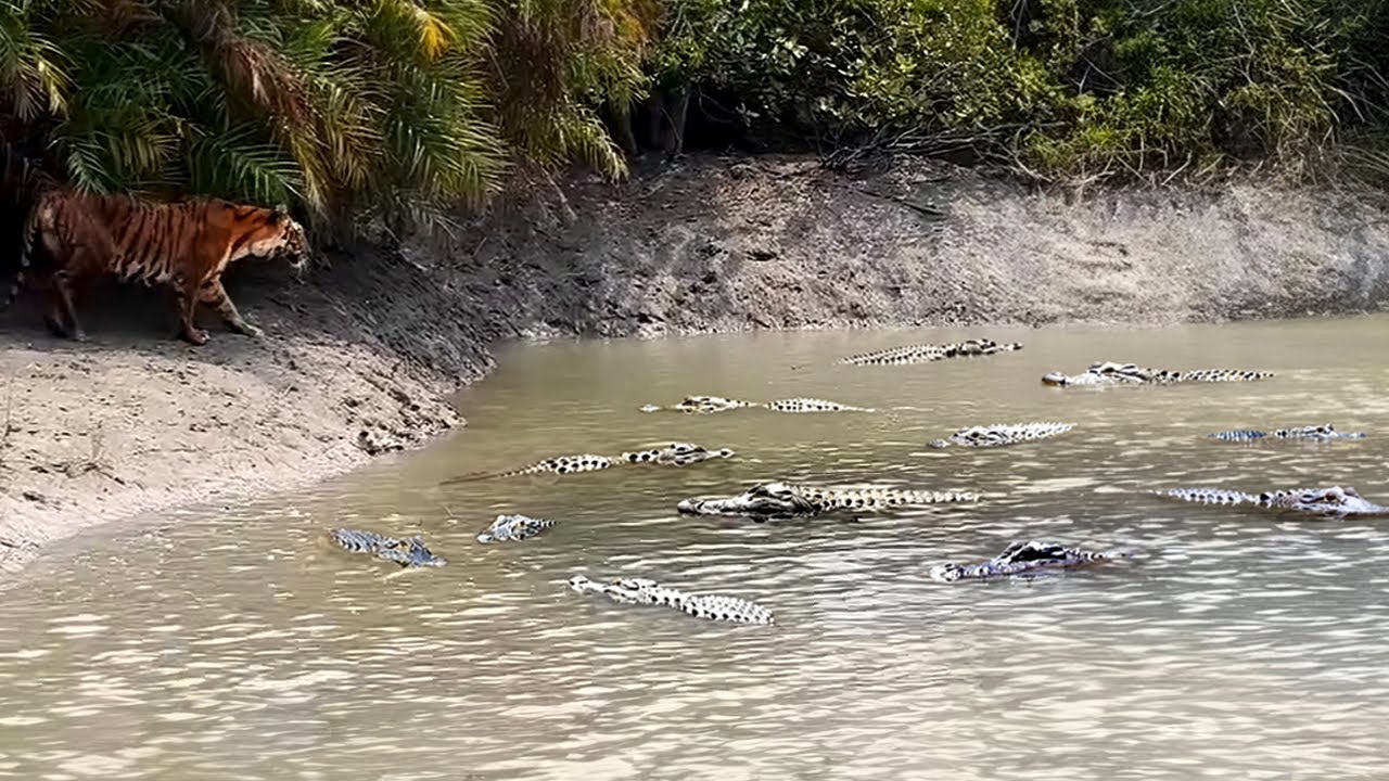 NIAT MEMANGSA BUAYA TAPI HARIMAU MALAH JADI MANGSA !! 8 Pertarungan SERU Harimau Dan Singa VS Buaya