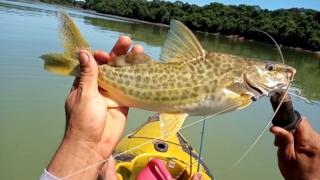 Pescaria no Rio Paranaíba/ Cardume de Mandi Amarelo /Almoço com Mandi frito na beira do rio. Part 1