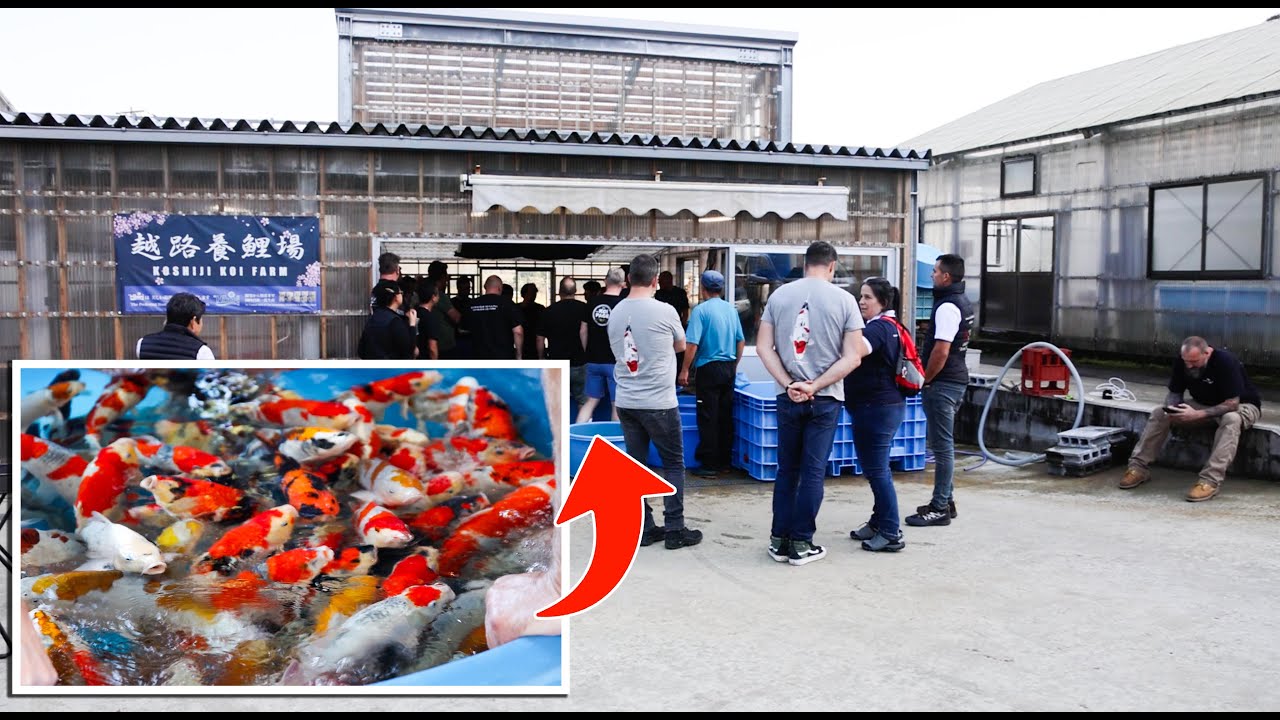 Visit to Kase and Maruhiro to see some nice Koi [day 4 in paradise]
