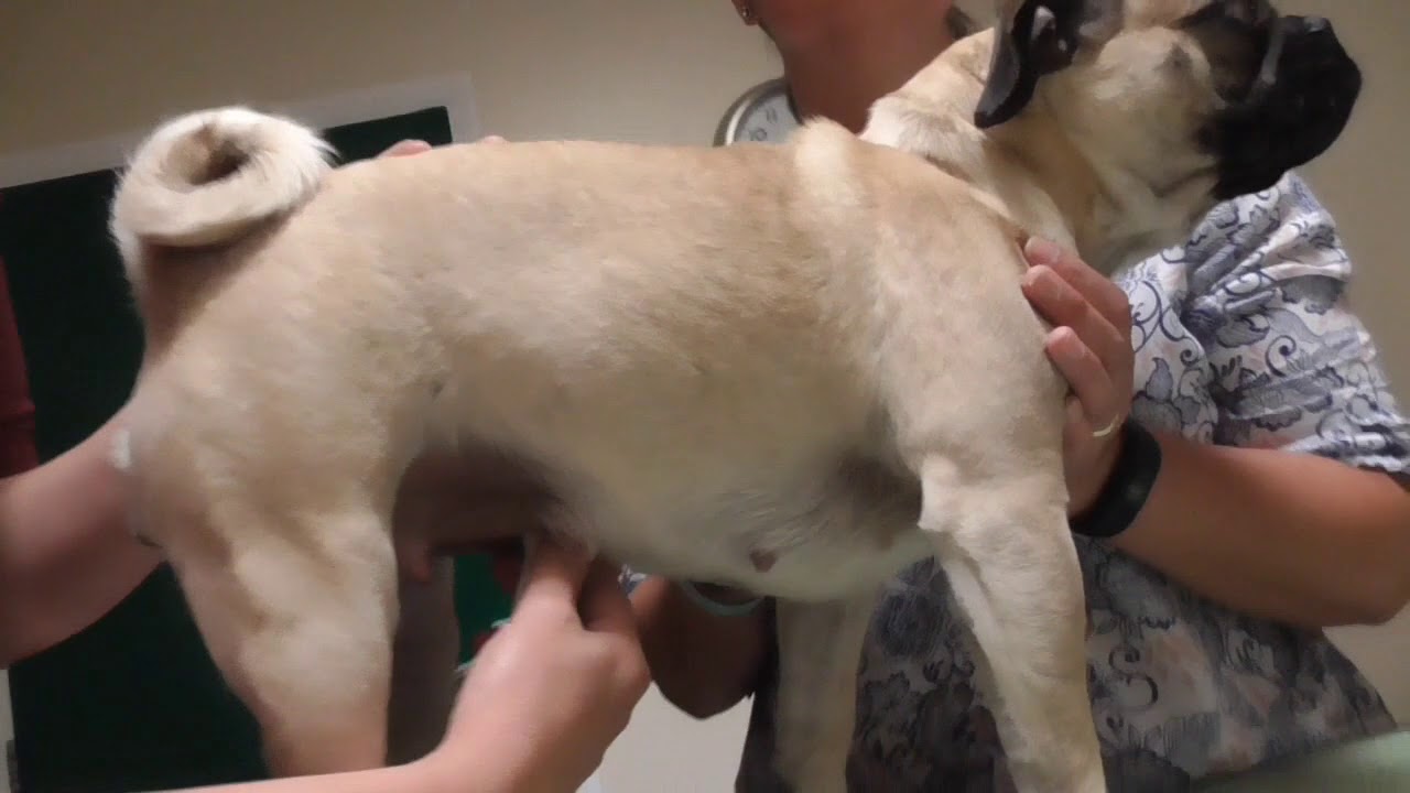 MK Vet Group Pregnancy Ultrasound Scan