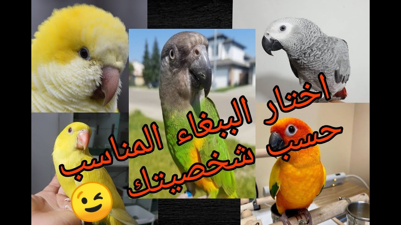 افضل 5 ببغاوات يمكن تربيتها كطيور اليفة