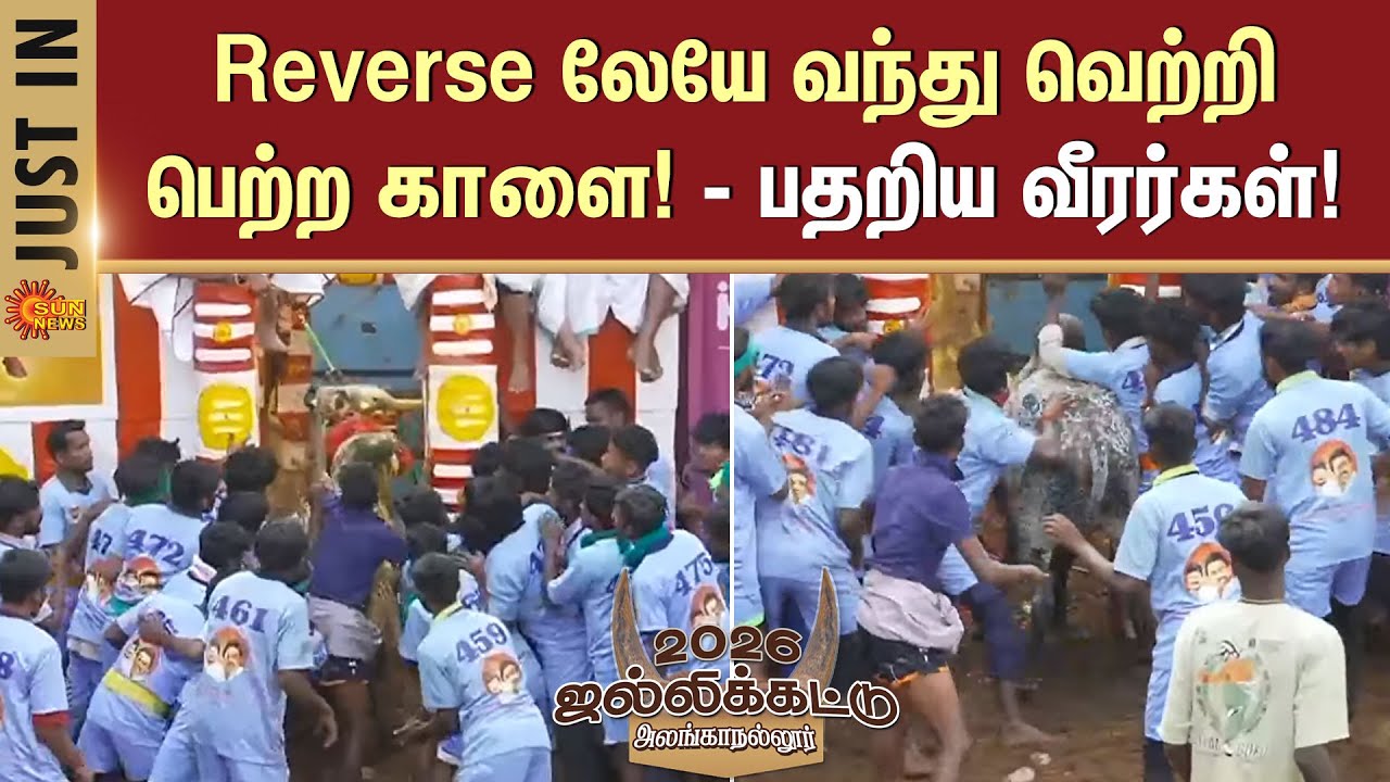 Alanganallur Jallikattu -2026 | Bull | Heavy Training | Players | Struggle | Prize |Madurai