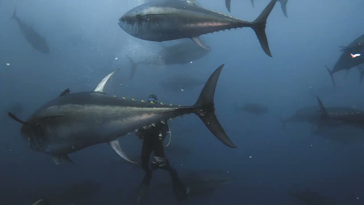 TUNA TOUR 4K - JUNE 2025