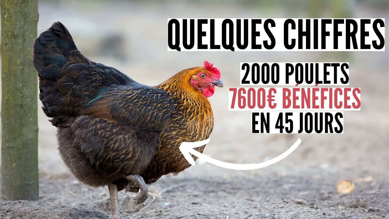 Pourquoi l'élevage de poulet en Afrique est-il si rentable?