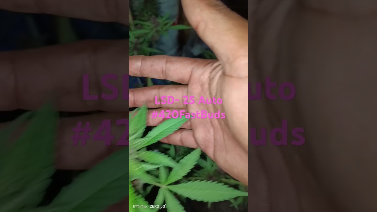 LSD 25 AUTO #FASTBUDS #งานบ้านๆ #420