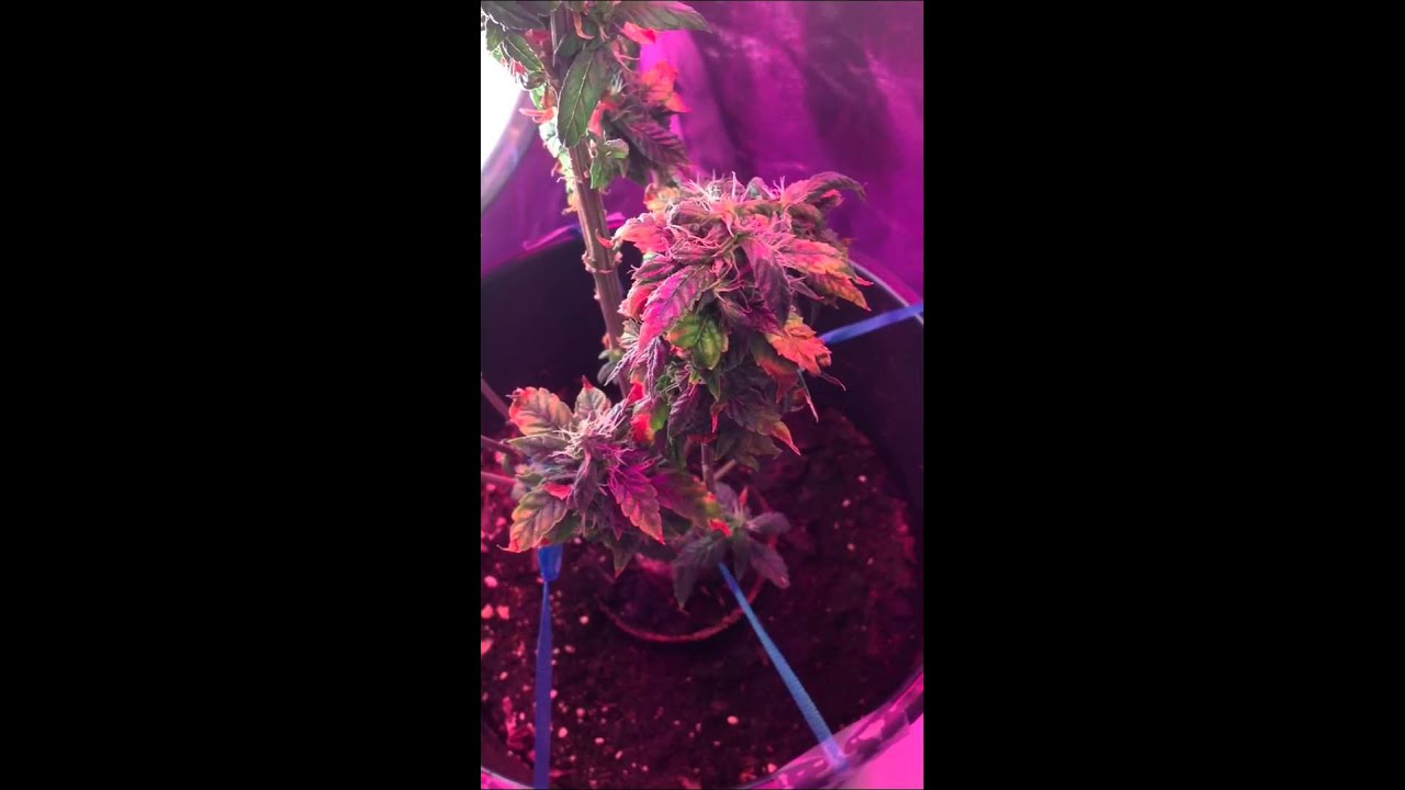 Skywalker OG Kush Flowering
