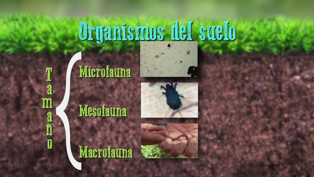 Veracruz Agropecuario - La Importancia de los Organismos del Suelo