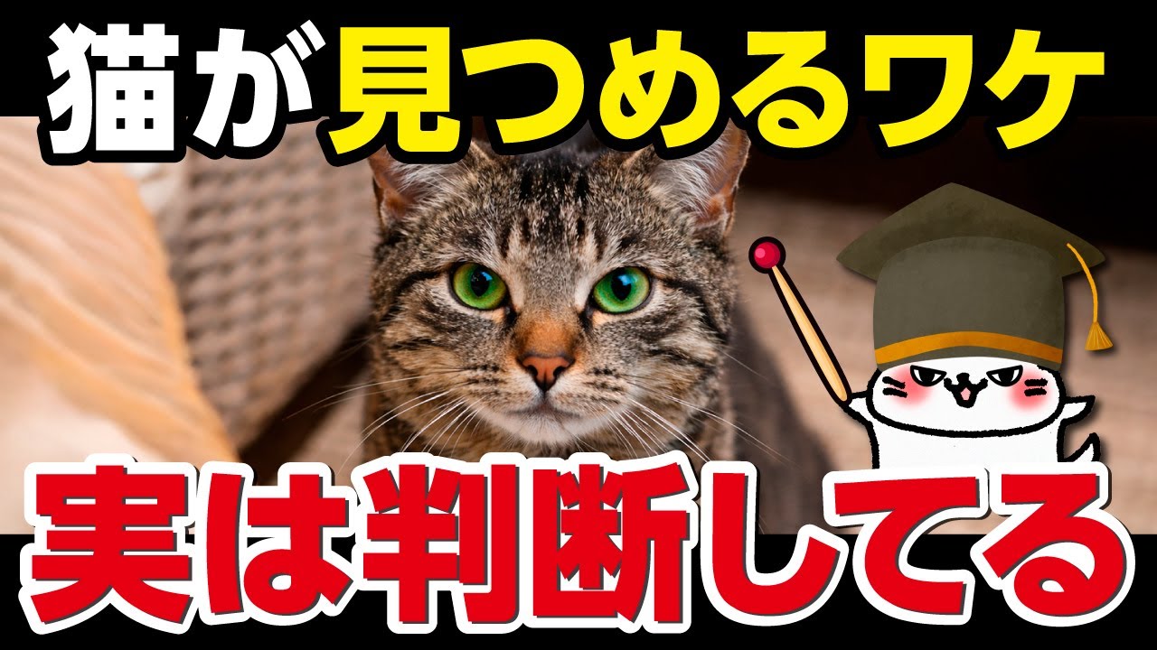 猫がじっと見つめる理由｜実は人を観察して判断しています