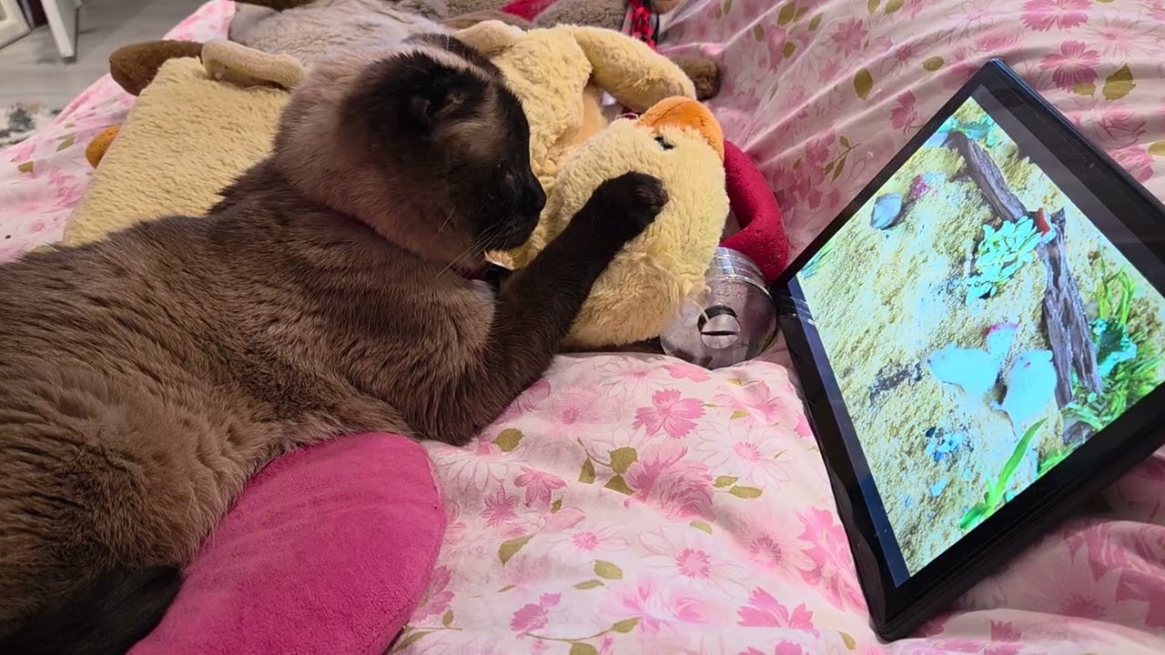 Siamese cat Angie really enjoys watching Mice on her Tablet :-)