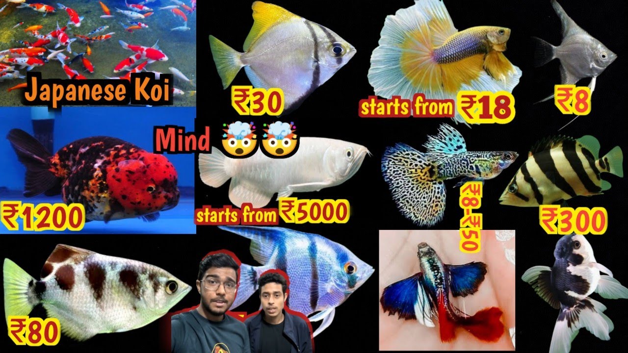 Recent fish price | Betta farm, Gold fish farm, Arowana, Asian arowana, Guppy Farm, Angle farm, fish