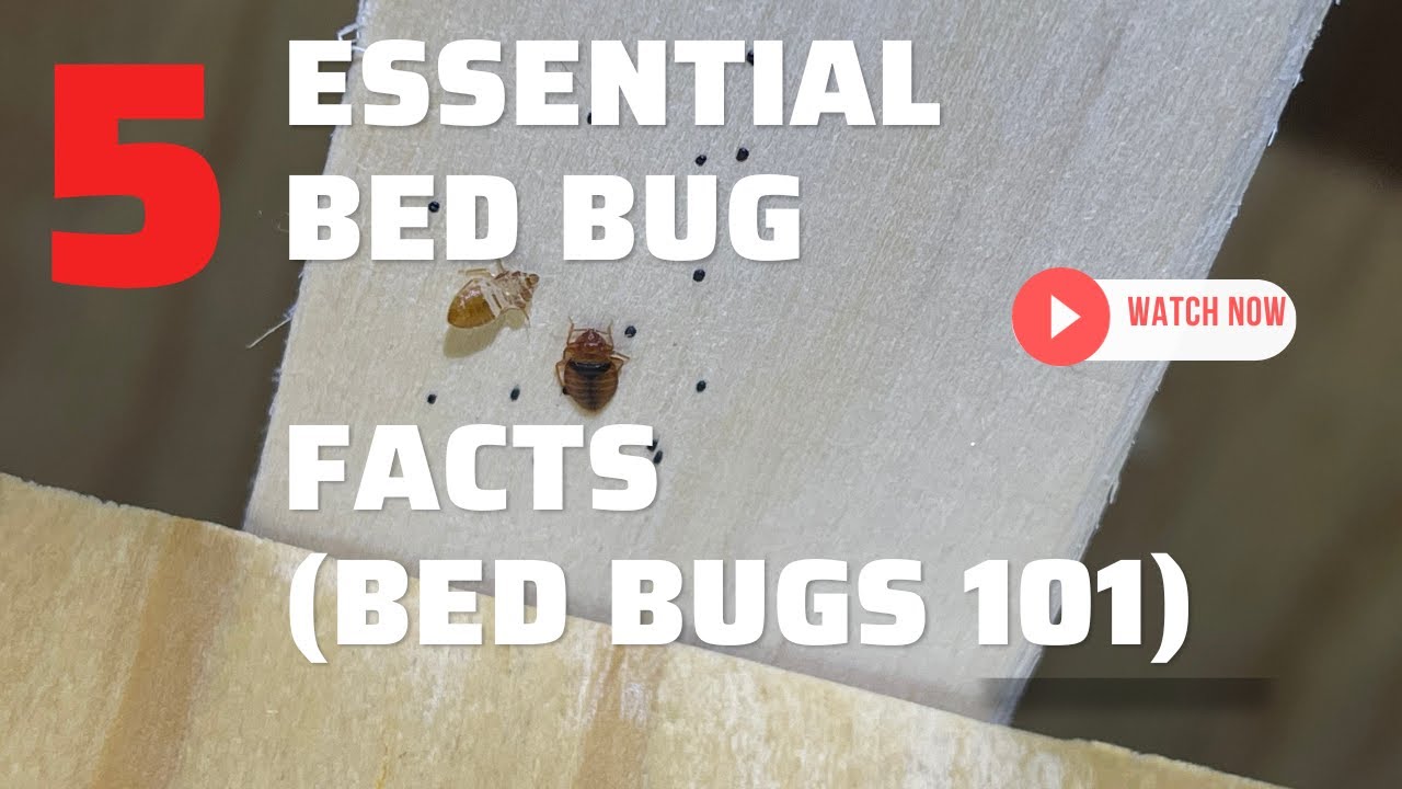 5 Essential Bed Bug Facts You'll Want To Know
