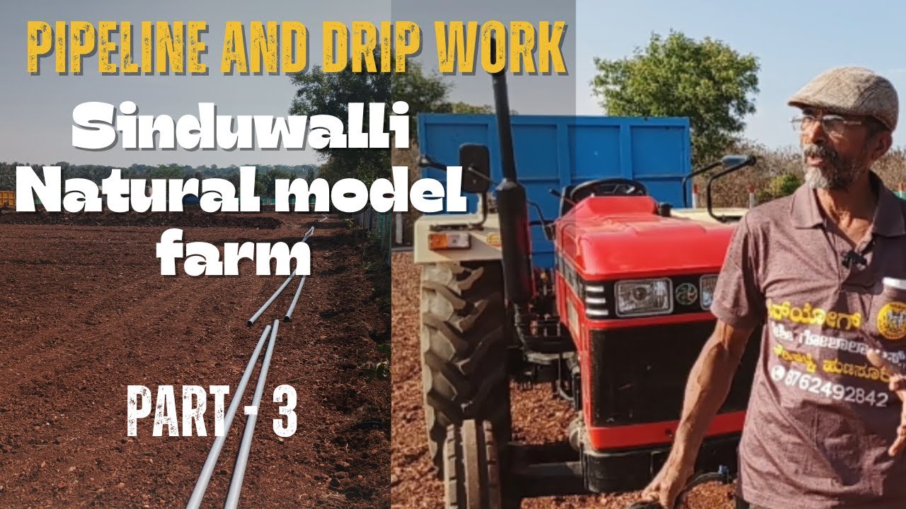 Pipeline management and Drip and cleaning of the boundary at Sinduwalli Natural model farm (Part-3)