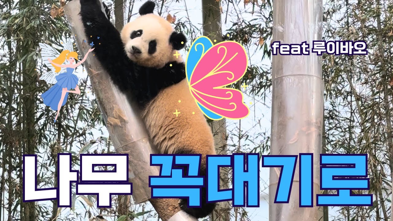 나무 꼭대기로 (ft. 루이바오) | 바오리듬