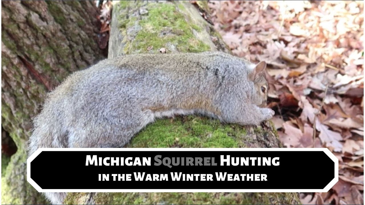 Michigan Squirrel Hunting - I NEED to change my Tactics
