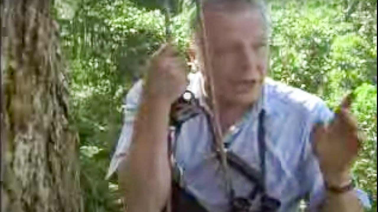 Saxony Greater Gird of Paradise | David Attenborough | BBC Studios