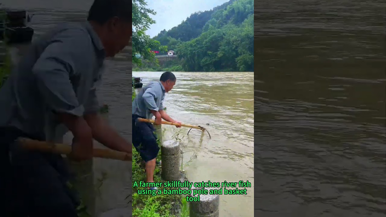 Traditional Bamboo Fish Trap: Efficient Riverbank Fishing Technique!