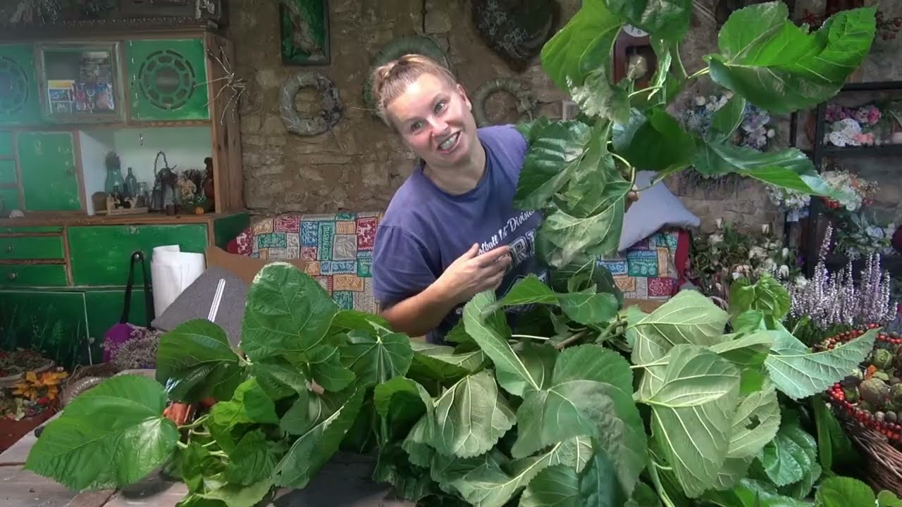 Liście morwy i wrzos.